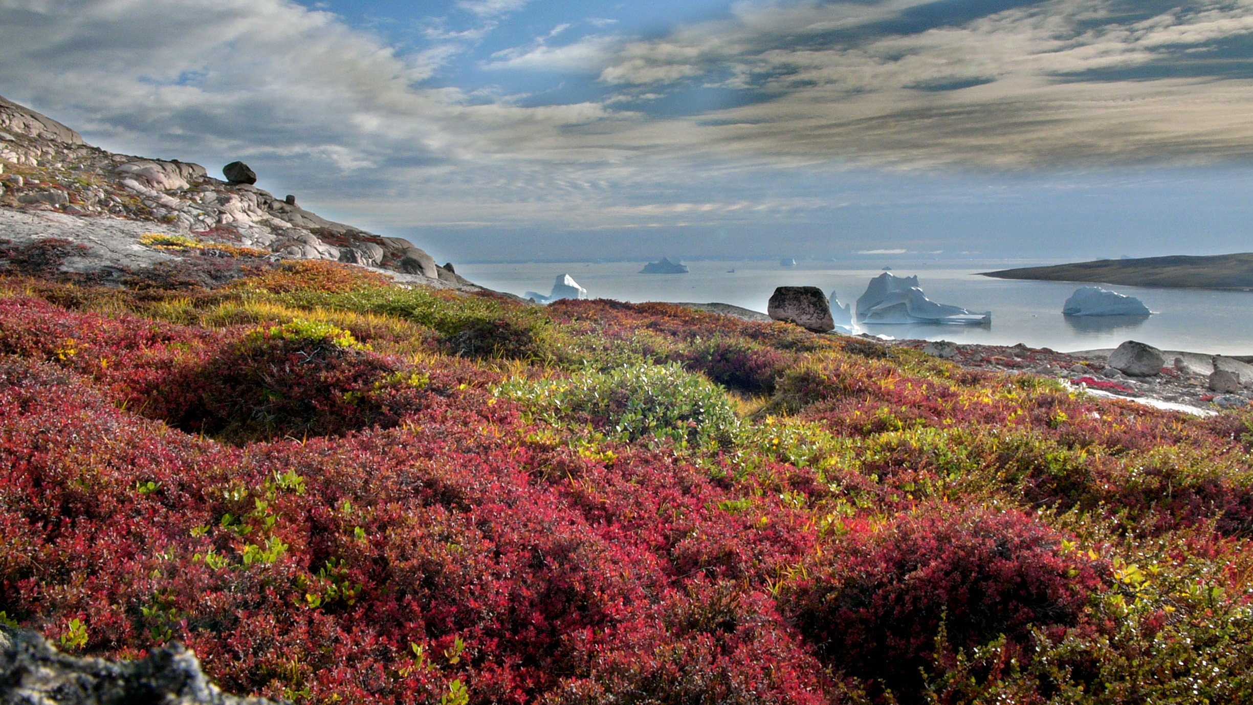 Tundra vegetation at Sydkap, Greenland