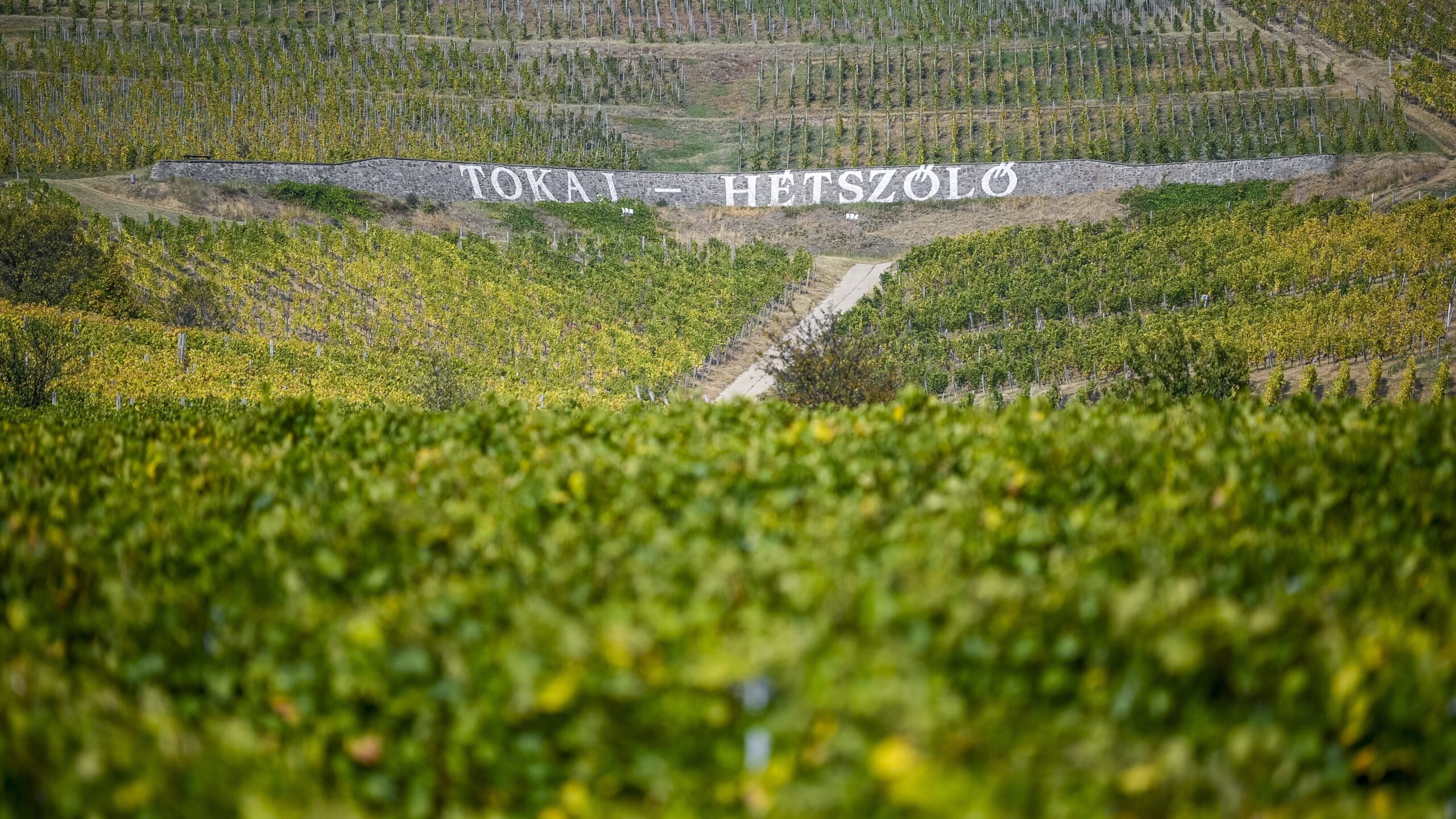 A Tokaj borrégió alkalmazkodik az éghajlatváltozáshoz és a piaci műszakokhoz