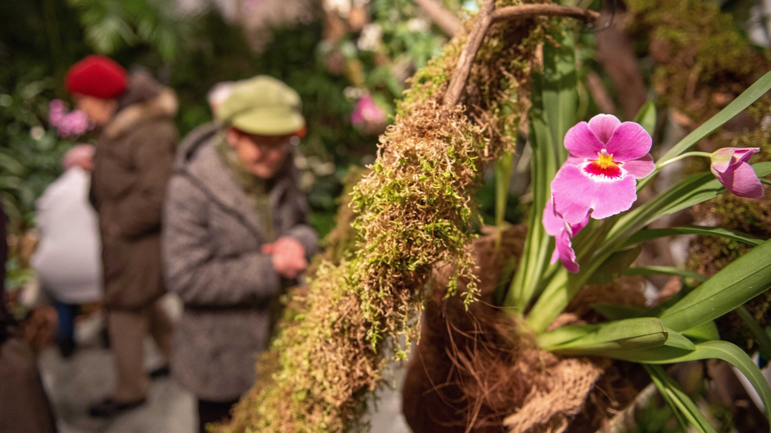 Káprázatos séták a Szeged Botanikus Kert szezonális orchidea kiállításán